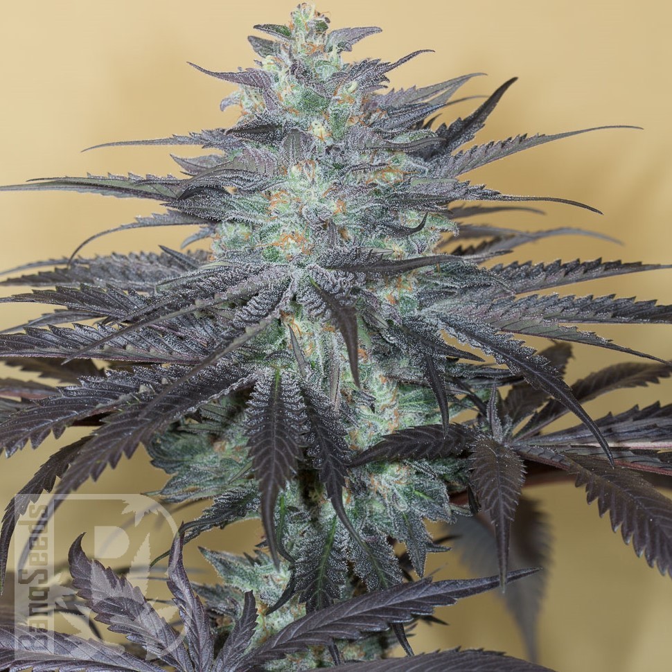 Семена ганжа  Auto Beshbarmak feminised Bang Seeds Семена ганжа  Auto Beshbarmak feminised Bang Seeds