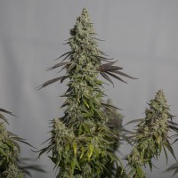 Auto Magnesia Haze feminised Ganja Seeds