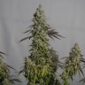 Семена каннабиса  Auto Magnesia Haze feminised Ganja Seeds Семена каннабиса  Auto Magnesia Haze feminised Ganja Seeds