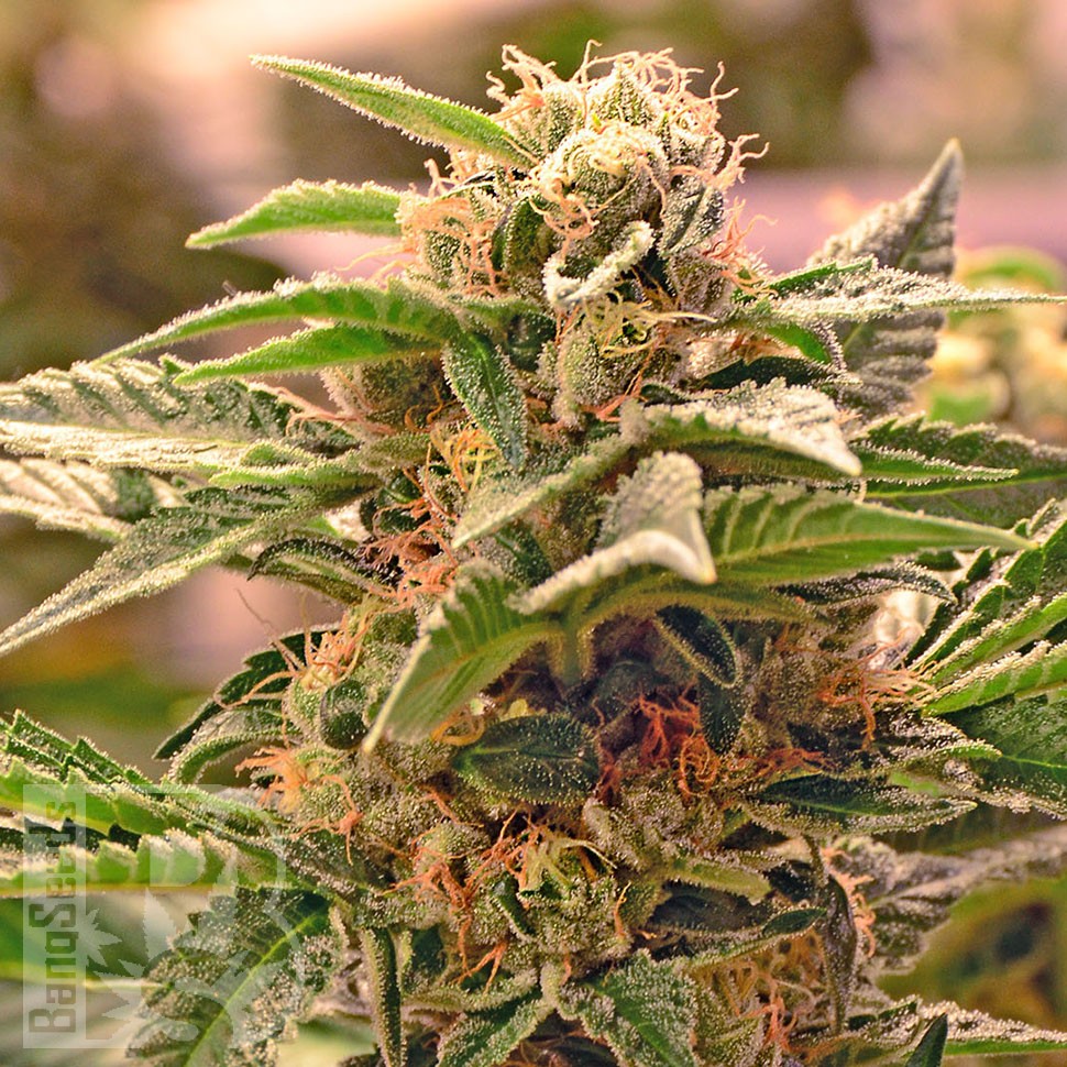 Grapefruit feminised Ganja Seeds Grapefruit feminised Ganja Seeds