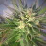 Grapefruit feminised Ganja Seeds Grapefruit feminised Ganja Seeds