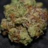 Grapefruit feminised Ganja Seeds Grapefruit feminised Ganja Seeds