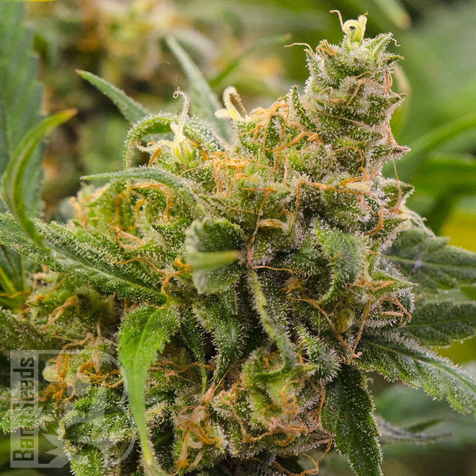 Grapefruit feminised Ganja Seeds Grapefruit feminised Ganja Seeds