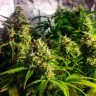 Grapefruit feminised Ganja Seeds Grapefruit feminised Ganja Seeds