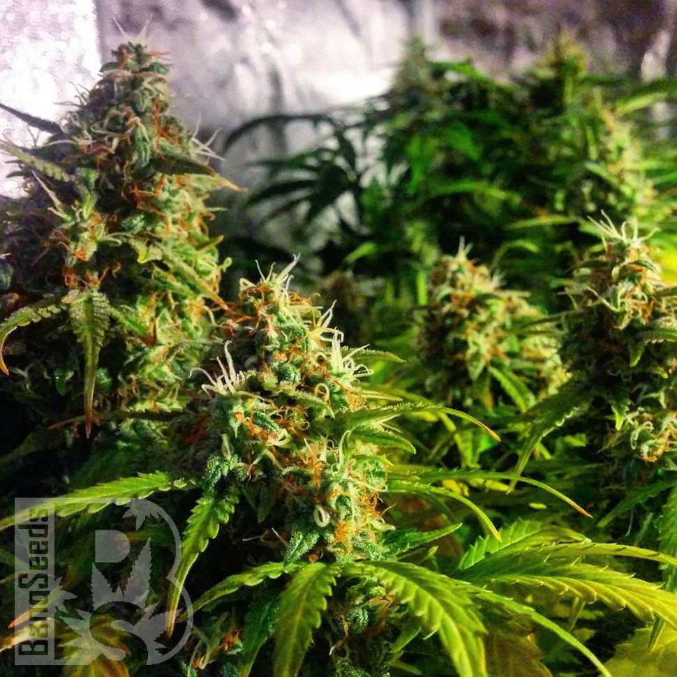 Grapefruit feminised Ganja Seeds Grapefruit feminised Ganja Seeds