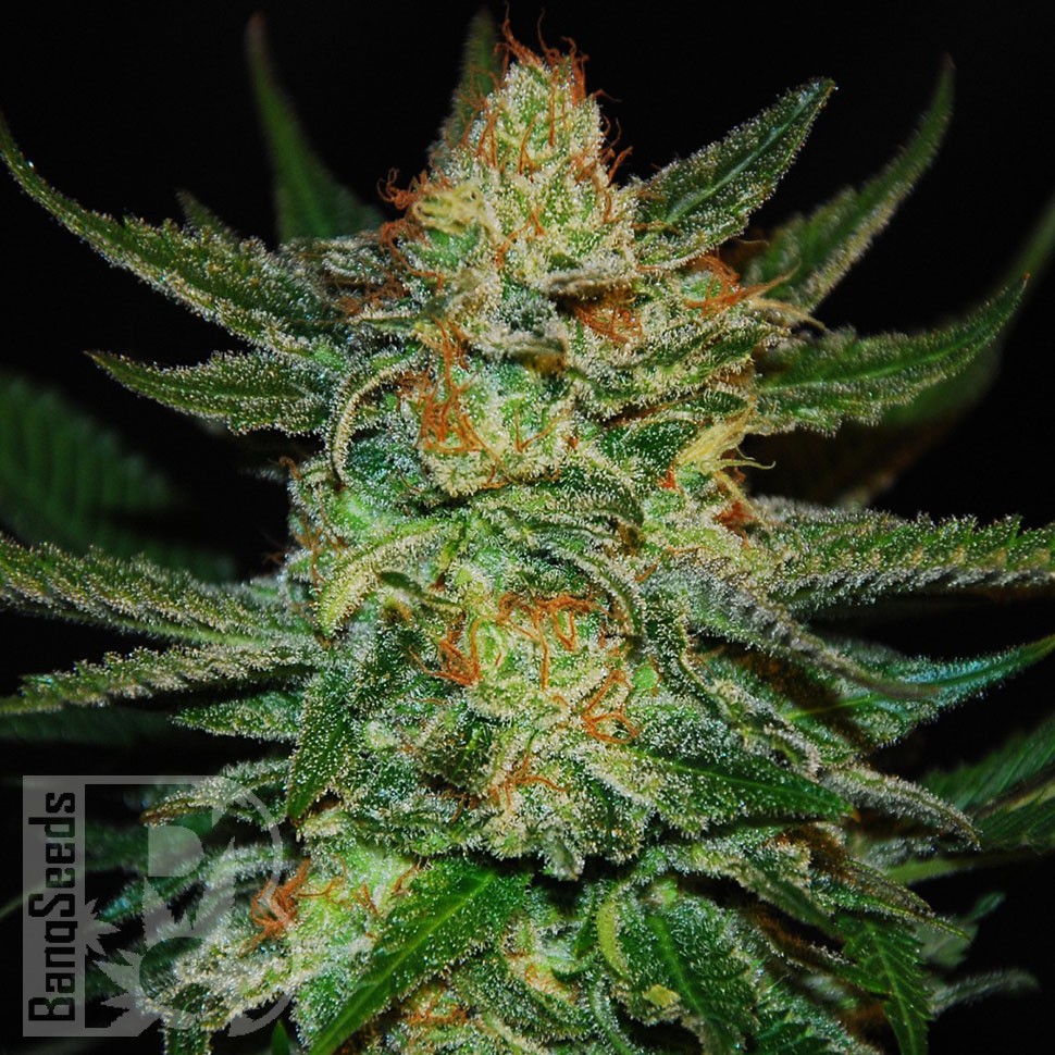 Grapefruit feminised Ganja Seeds Grapefruit feminised Ganja Seeds