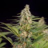 купить семенам конопли Auto Doctor's Choice feminised Ganja Seeds купить семенам конопли Auto Doctor's Choice feminised Ganja Seeds