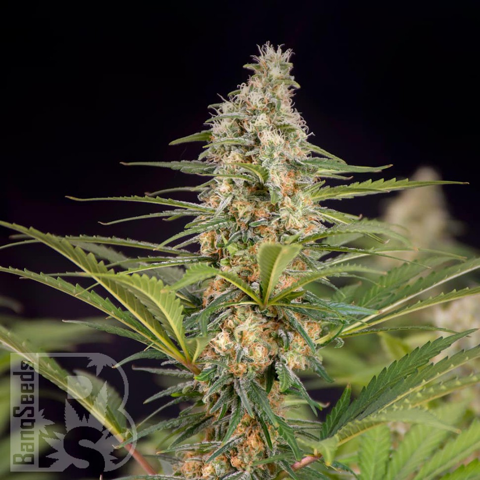 Семена ганжа  Auto Doctor's Choice feminised Ganja Seeds