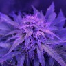 заказать семена конопли почтой Auto Amnesia Haze feminised заказать семена конопли почтой Auto Amnesia Haze feminised