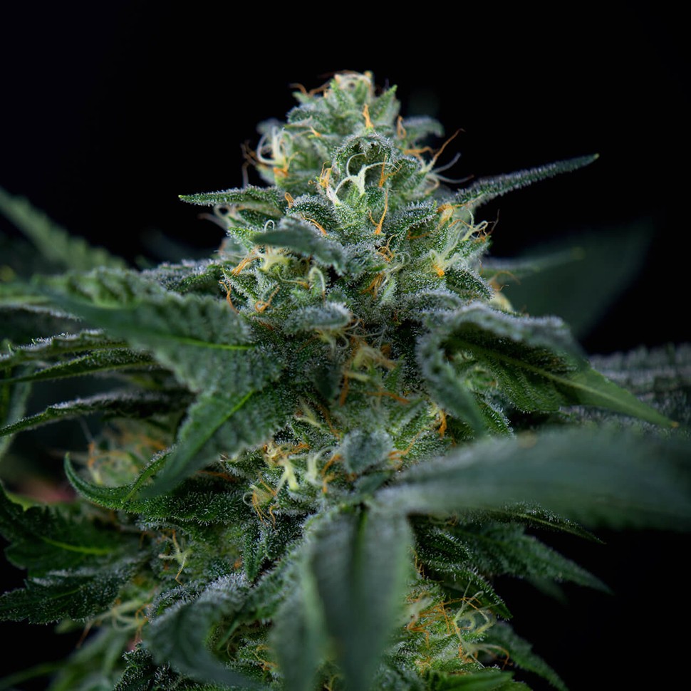 Семена конопли  New Moon feminised Ganja Seeds