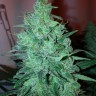 Семена конопли  New Moon feminised Ganja Seeds Семена конопли  New Moon feminised Ganja Seeds