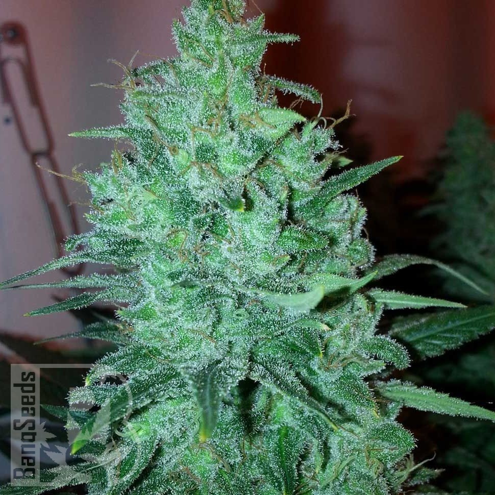 Семена конопли  New Moon feminised Ganja Seeds Семена конопли  New Moon feminised Ganja Seeds