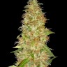 Семена конопли  New Moon feminised Ganja Seeds Семена конопли  New Moon feminised Ganja Seeds
