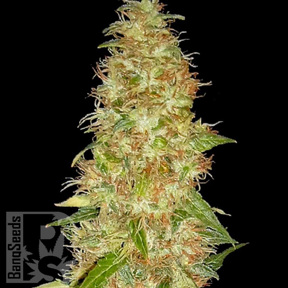 Семена конопли  New Moon feminised Ganja Seeds Семена конопли  New Moon feminised Ganja Seeds