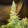купить семена конопли в оригинальных упаковках Northern Lights x AK feminised купить семена конопли в оригинальных упаковках Northern Lights x AK feminised