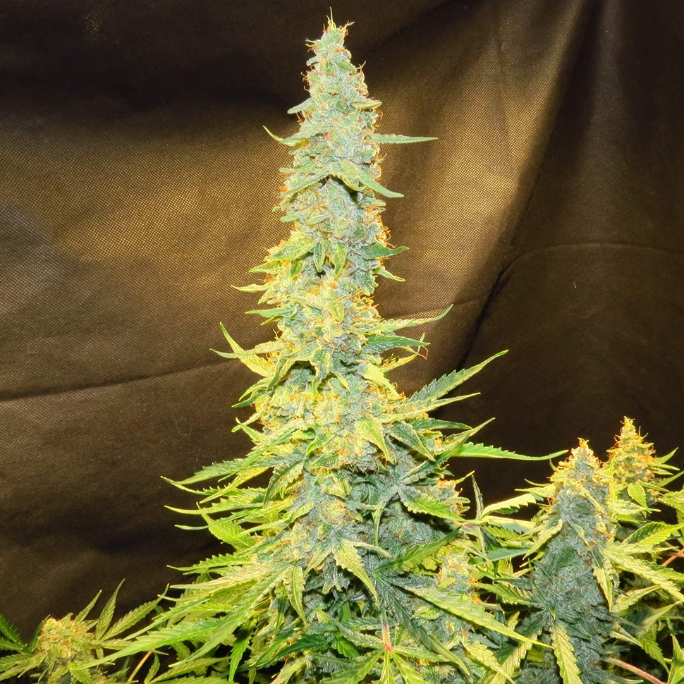 купить семена конопли в оригинальных упаковках Northern Lights x AK feminised купить семена конопли в оригинальных упаковках Northern Lights x AK feminised