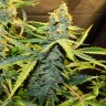 купить урожайные семена конопли Northern Lights x AK feminised купить урожайные семена конопли Northern Lights x AK feminised
