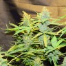 купить качественные семена конопли Northern Lights x AK feminised купить качественные семена конопли Northern Lights x AK feminised