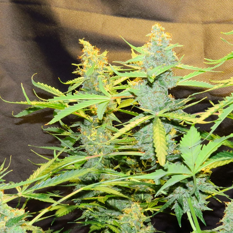 купить качественные семена конопли Northern Lights x AK feminised купить качественные семена конопли Northern Lights x AK feminised