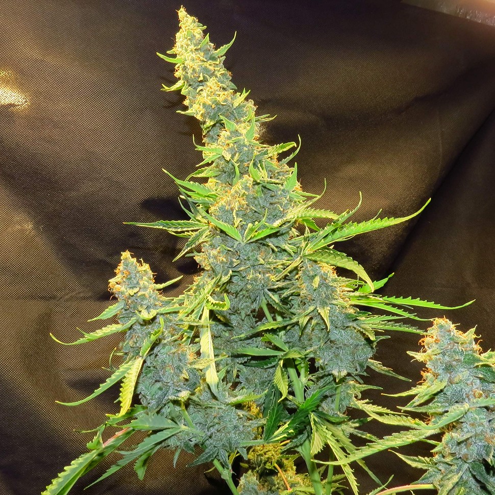 Семена  Northern Lights x AK feminised Ganja Seeds