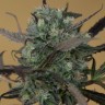 Семена марихуаны  Auto Chemdawg feminised Ganja Seeds Семена марихуаны  Auto Chemdawg feminised Ganja Seeds