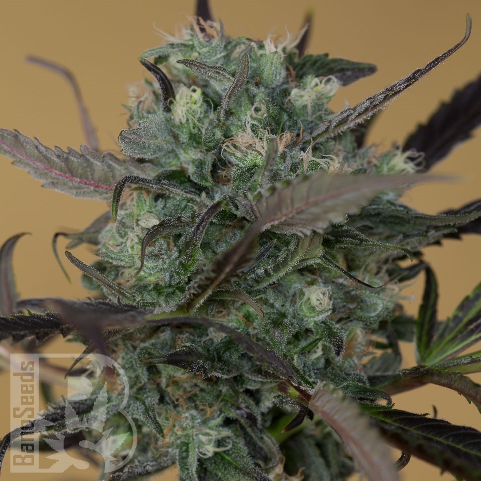 Семена марихуаны  Auto Chemdawg feminised Ganja Seeds