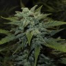 Семена марихуаны  Auto Chemdawg feminised Ganja Seeds Семена марихуаны  Auto Chemdawg feminised Ganja Seeds