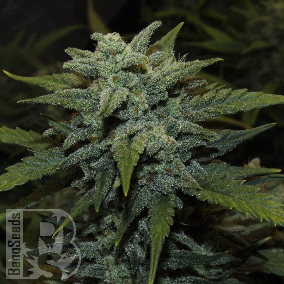 Семена марихуаны  Auto Chemdawg feminised Ganja Seeds Семена марихуаны  Auto Chemdawg feminised Ganja Seeds