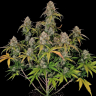 Семена марихуаны  Auto Chemdawg feminised Ganja Seeds Семена марихуаны  Auto Chemdawg feminised Ganja Seeds