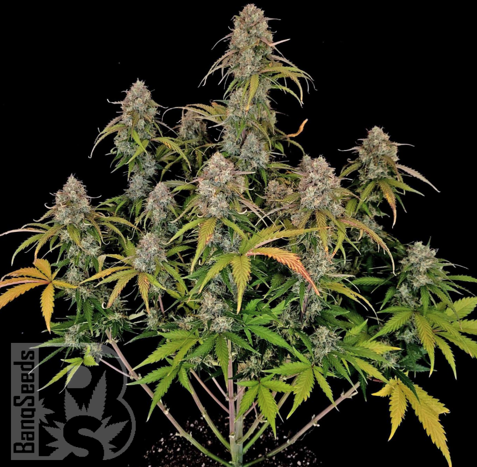 Семена марихуаны  Auto Chemdawg feminised Ganja Seeds Семена марихуаны  Auto Chemdawg feminised Ganja Seeds