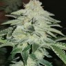 Семена марихуаны  Auto Chemdawg feminised Ganja Seeds Семена марихуаны  Auto Chemdawg feminised Ganja Seeds