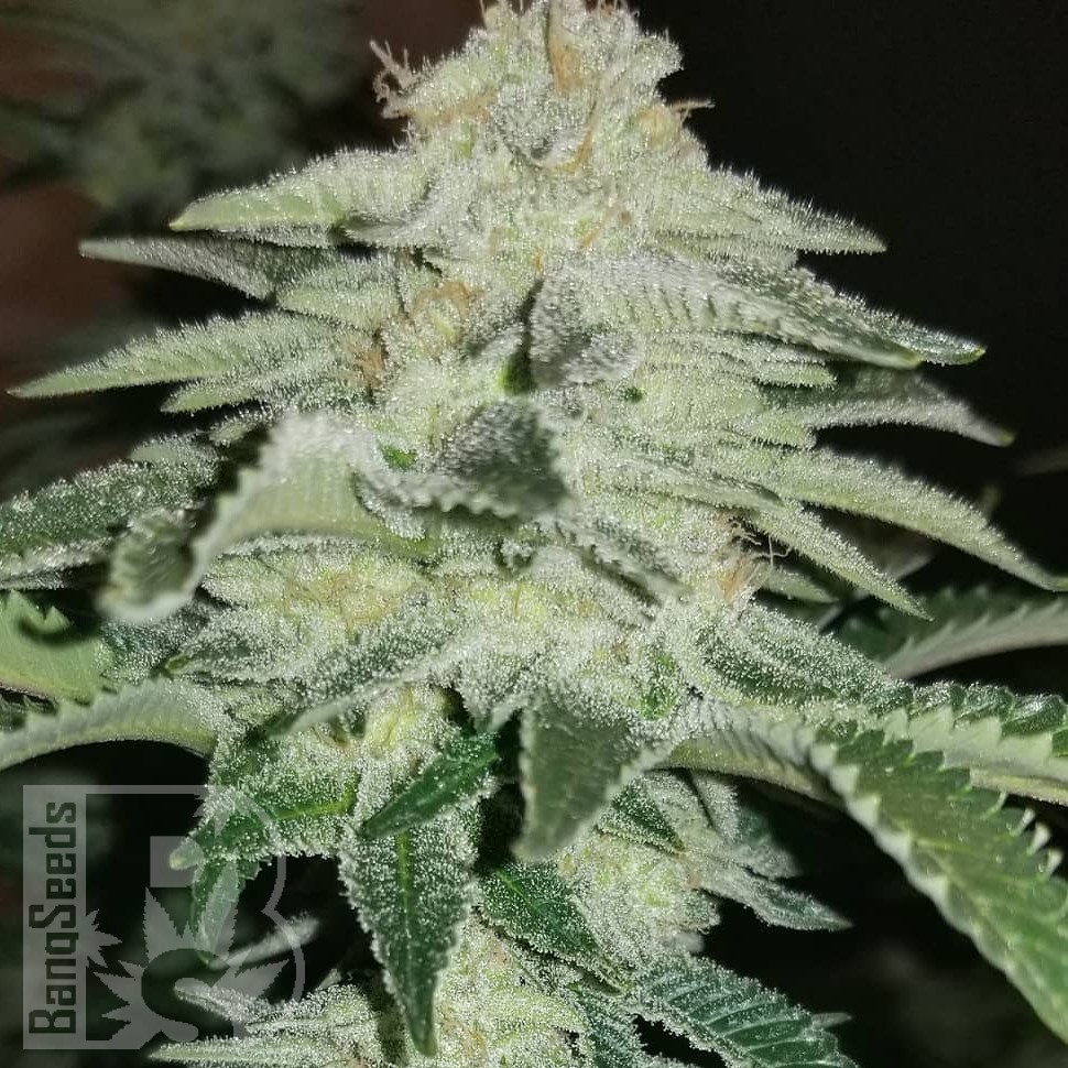 Семена марихуаны  Auto Chemdawg feminised Ganja Seeds Семена марихуаны  Auto Chemdawg feminised Ganja Seeds