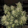 Семена марихуаны  Auto Chemdawg feminised Ganja Seeds Семена марихуаны  Auto Chemdawg feminised Ganja Seeds