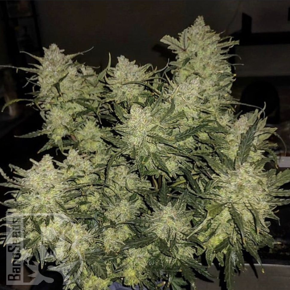 Семена марихуаны  Auto Chemdawg feminised Ganja Seeds Семена марихуаны  Auto Chemdawg feminised Ganja Seeds