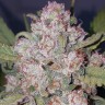Семена марихуаны  Auto Chemdawg feminised Ganja Seeds Семена марихуаны  Auto Chemdawg feminised Ganja Seeds