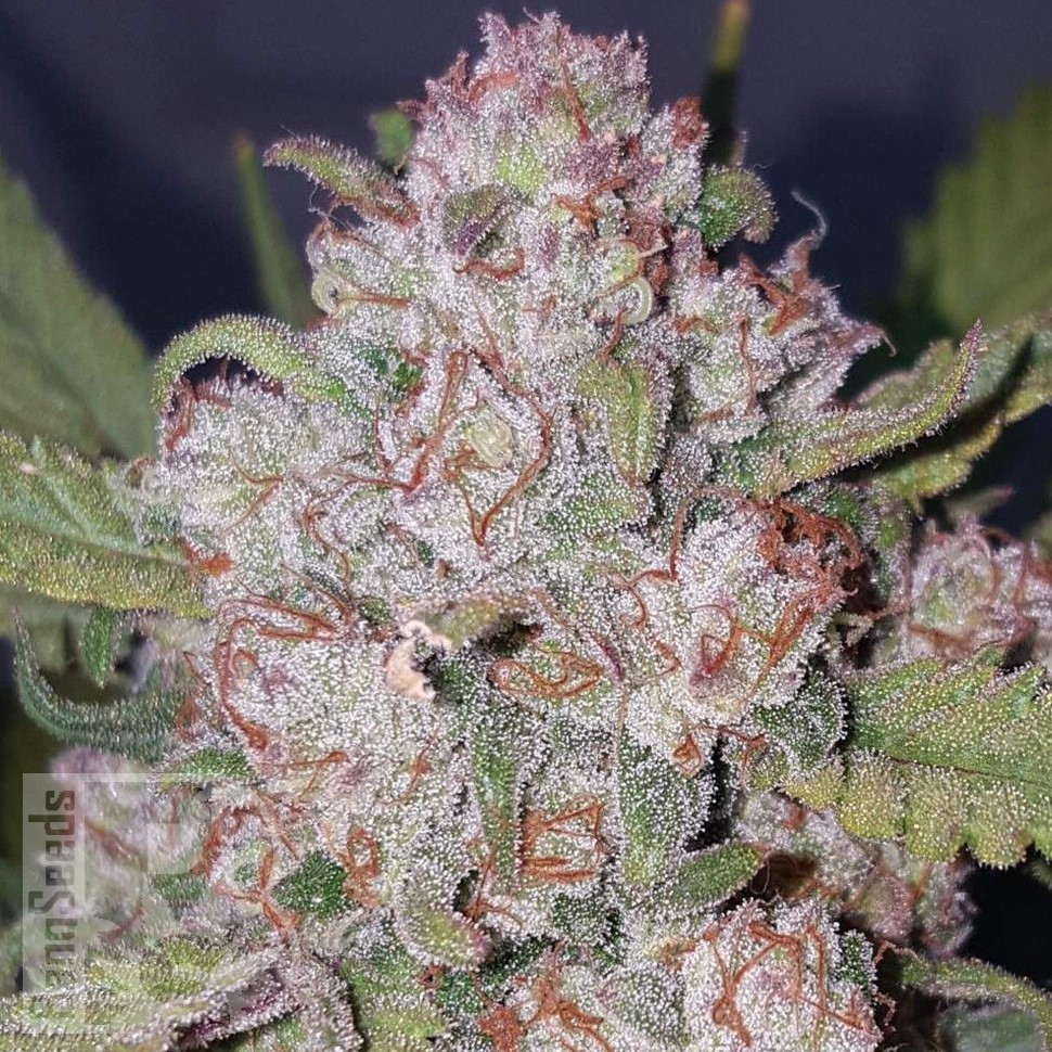 Семена марихуаны  Auto Chemdawg feminised Ganja Seeds Семена марихуаны  Auto Chemdawg feminised Ganja Seeds