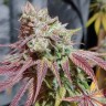 Семена марихуаны  Auto Chemdawg feminised Ganja Seeds Семена марихуаны  Auto Chemdawg feminised Ganja Seeds