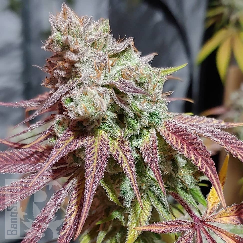 Семена марихуаны  Auto Chemdawg feminised Ganja Seeds Семена марихуаны  Auto Chemdawg feminised Ganja Seeds