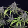 Семена конопли  Auto Chuck Chuck feminised Bang Seeds Семена конопли  Auto Chuck Chuck feminised Bang Seeds