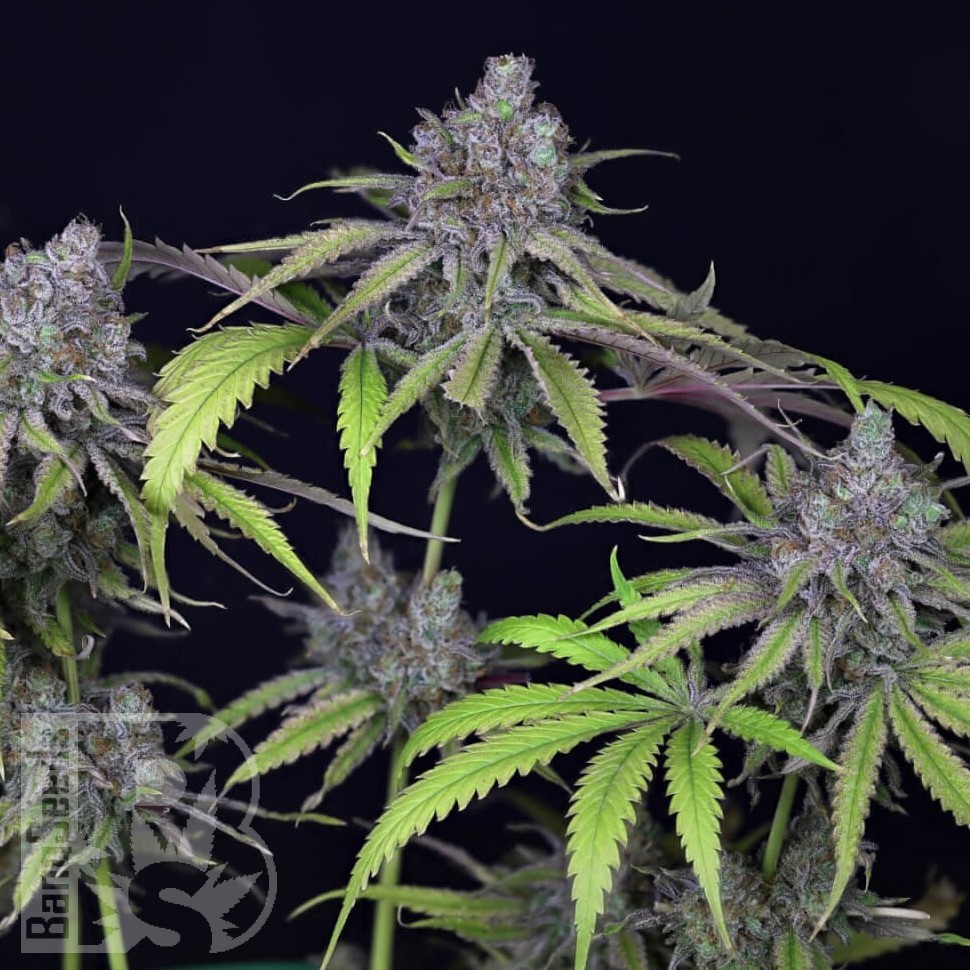 Семена конопли  Auto Chuck Chuck feminised Bang Seeds Семена конопли  Auto Chuck Chuck feminised Bang Seeds