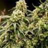 Семена конопли  Auto Chuck Chuck feminised Bang Seeds Семена конопли  Auto Chuck Chuck feminised Bang Seeds