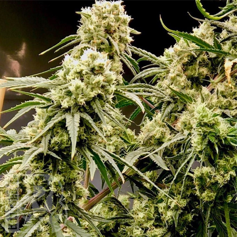 Семена конопли  Auto Chuck Chuck feminised Bang Seeds