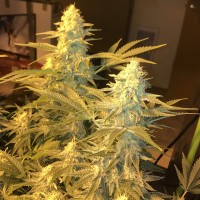 Snow Leopard feminised Bang Seeds