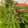 Семена Auto Mandarine feminised Ganja Seeds Семена Auto Mandarine feminised Ganja Seeds
