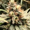 Купить семена Auto Mandarine feminised Ganja Seeds Купить семена Auto Mandarine feminised Ganja Seeds