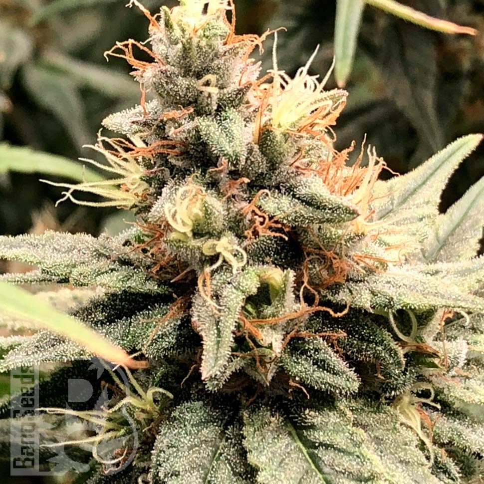 Купить семена Auto Mandarine feminised Ganja Seeds Купить семена Auto Mandarine feminised Ganja Seeds
