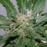 Grapefruit Alpha Dog feminised Ganja Seeds Grapefruit Alpha Dog feminised Ganja Seeds