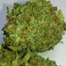 Grapefruit Alpha Dog feminised Ganja Seeds Grapefruit Alpha Dog feminised Ganja Seeds