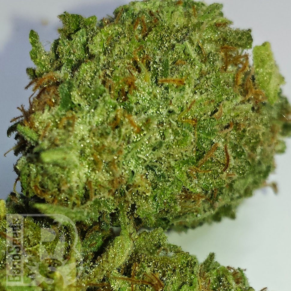 Grapefruit Alpha Dog feminised Ganja Seeds Grapefruit Alpha Dog feminised Ganja Seeds