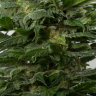 Grapefruit Alpha Dog feminised Ganja Seeds Grapefruit Alpha Dog feminised Ganja Seeds